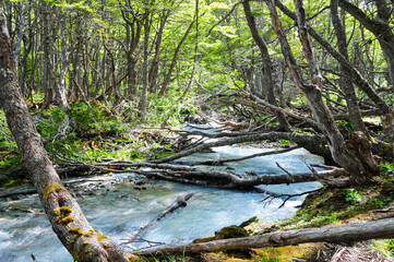 Naklejka premium Mountain river flowing among trees and vegetation in the forest