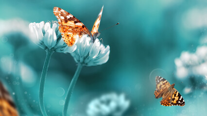 Beautiful orange butterfly on white clover flowers in a summer garden. Summer spring blue...