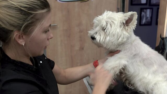 West highland white terrier dog being groomed in groomer studio, filmed in close up.Video clip of specialist taking care of cute little white fluffy dog. Pet grooming salon concept. 4k footage