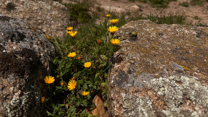 Flowers on the stone
