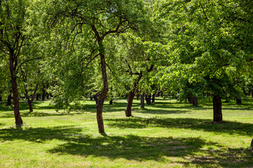 Fototapeta na wymiar deciduous trees growing in the park in the sunny summer