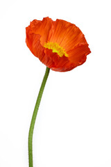 Beautiful red 'Oriental poppy' flower (Papaver orientale) isolated on white background.