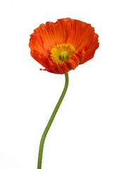 Beautiful red 'Oriental poppy' flower (Papaver orientale) isolated on white background.