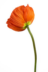 Beautiful red 'Oriental poppy' flower (Papaver orientale) isolated on white background.