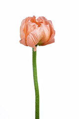 Beautiful pink 'Oriental poppy' flower (Papaver orientale) isolated on white background.