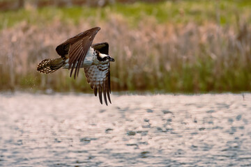 Osprey flying low to the water with drops falling from its tail after missing a fish.  Photographed at Baum Lake in Shasta County, California, USA.