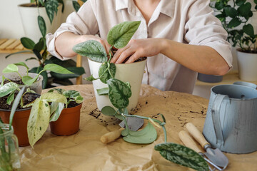 Concept of indoor or home gardening, urban jungle, hobbies. Hands of woman gardener repotting scindapsus pictus (epipremnum) houseplant from temporary flowerpot, refreshing soil.