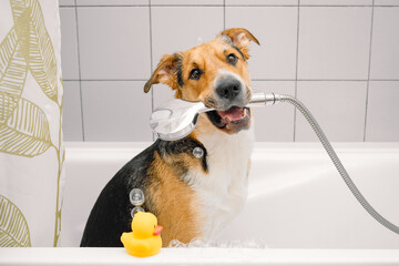 A cute funny domestic mongrel or outbred dog taking a shower with bubbles and foam and yellow rubber duck. Pets care, grooming.
