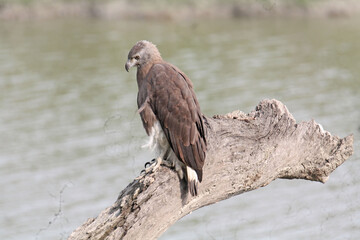 Grey headed fish eagle