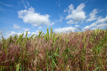 green cereal field with wheat in summer