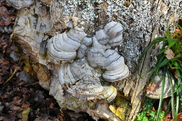 Superbes champignons de souche poussant sur un vieil hêtre tombé dans une foret du puy de dôme...