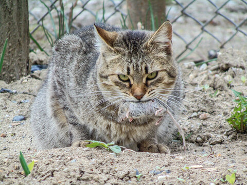 a cat holds a mouse in its mouth. Cat and mouse. The end of a mouse, caught by the cat