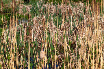 different plants growing on the territory of a swamp, and water on the territory of a swampy area