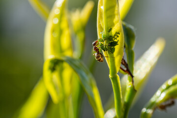 Symbiosis: ants taking care of aphids and their young on green leaves