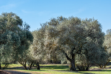 Olive tree in Andalusia (Spain) on a sunny day