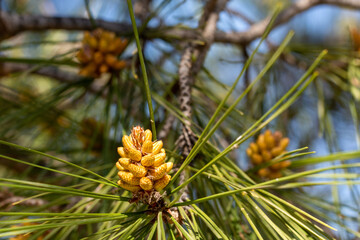 Fototapeta premium Detail of the inflorescences of a pine tree in spring