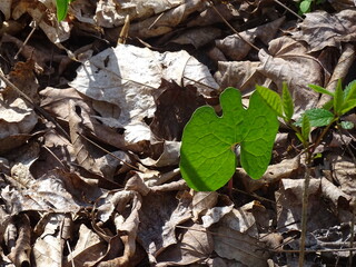 Bloodroot