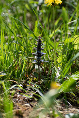 Abeille et bourdon qui butine une fleur