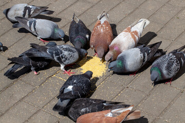 feeding pigeons on the street
