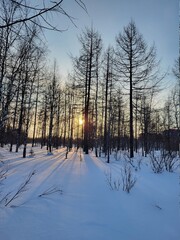 winter in the forest