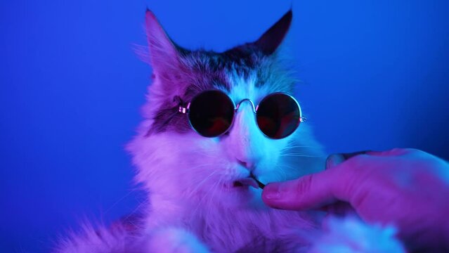 Man owner feeds fluffy cat with long ears in stylish sunglasses on blue background. Cute hungry domestic red kitty comes to eat close view slow motion