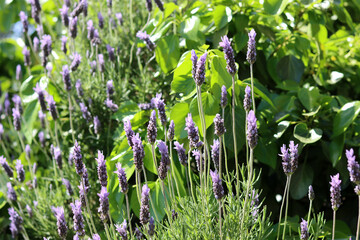 Blossoming lavender flowers in a garden. Sunny spring day photo. Seasonal plants close up. 