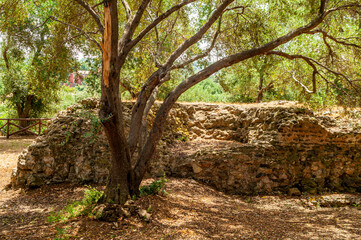 Resti tra gli alberi di antico santuario romano