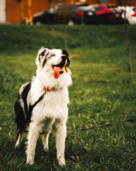 Lovely dog ready to play.