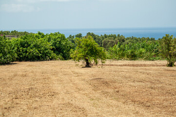 Albero solitario in mezzo ad un campo arato