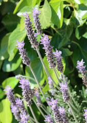 Blossoming lavender flowers in a garden. Sunny spring day photo. Seasonal plants close up. 
