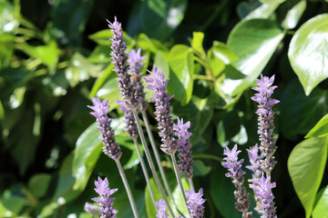 Lavender flowers close  up photo. Beautiful blossom on blurry background. Soft focus. Herbal treatment concept. 