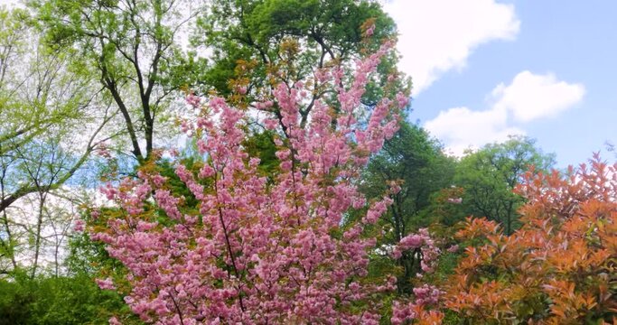 Japanese Flowering Cherry, Sakura,  East Asian Cherry, Japanese Cherry Blossom,  Ornamental Cherry Blossom Trees. Prunus Serrulata, National Flower of Japan. Spring Day In Garden. 