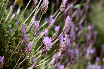 Blossoming lavender flowers in a garden. Sunny spring day photo. Seasonal plants close up. 