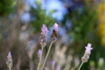 Lavender flowers close  up photo. Beautiful blossom on blurry background. Soft focus. Herbal treatment concept. 