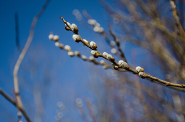 willow against the blue sky. the concept of the awakening of nature. willow buds. banner place for text