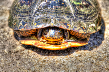 Young Snapping Turtle