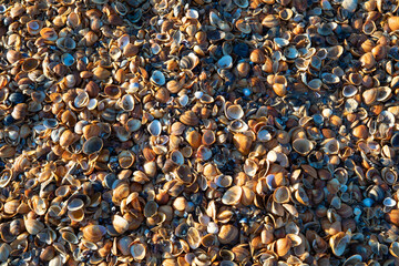 Yellow shells on the seashore