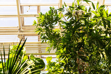 BIOPHILIC trend. Tropical leaves with sunlight in a winter garden.