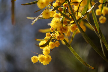 Acacia tree flowers close up photo. Small yellow flowers of mimosa. Blossoming bush on green blurry background.  
