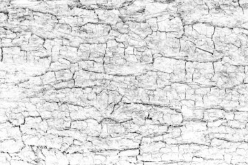 White color rugged tree bark for texture background