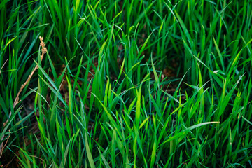 Green grass, close-up. Natural background. The texture of green, juicy grass in the rays of the bright sun.