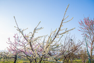 プルーンの花が咲く果樹園