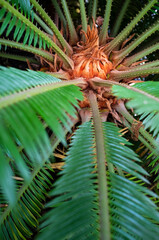 Curving beautiful palm leaves, in a greenhouse. 