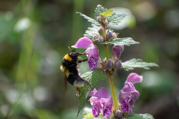 Abeille et bourdon qui butine une fleur