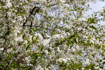 blooming fruit trees with white flowers in spring