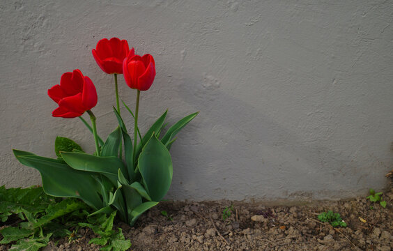 Three red tulips in front of a grey wall. There is space for your own text.