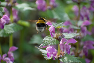 Abeille et bourdon qui butine une fleur