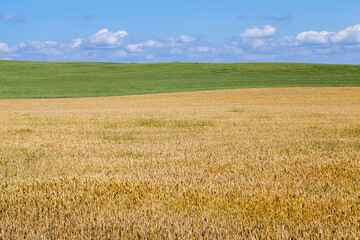green yellow wheat cereals before harvest