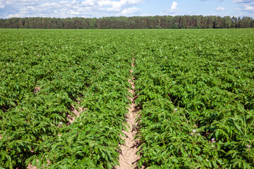 Fototapeta na wymiar an agricultural field with green tops of cultivated potatoes