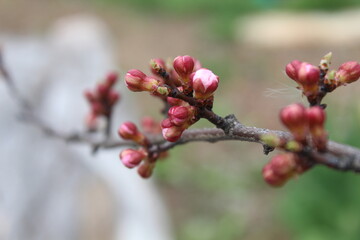 Fototapeta na wymiar apricot tree 018